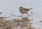 Pacifische Waterpieper, Siberian Buff-bellied Pipit, Anthus rube