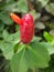 Pacing pentul & x28;costus spicatus& x29;