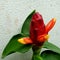 Pacing Pentul & x28;Costus Spicatus& x29; Decorate My Garden