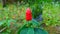 Pacing Pin Plant (Costus Spicatus) With A Bright Red Color