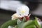 Pacing plant flower (Costus speciosus) that is blooming