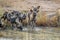 Pack of African wild dogs drinking.