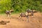 A pack of african wild dogs  Lycaon Pictus looking and listening, Madikwe Game Reserve, South Africa.