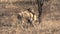 Pack of African Wild Dogs resting and playing on the savanna