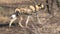 Pack of African Wild Dogs resting and playing on the savanna