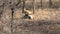 Pack of African Wild Dogs resting and playing on the savanna