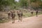 Pack of African wild dogs walking towards the camera.