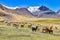 A pack of Alpacas and Llamas graze agains the backdrop of Mt Ausangate. Cusco, Peru