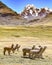 A pack of Alpacas and Llamas graze against the backdrop of Mt Ausangate. Cusco, Peru