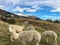 A pack of Alpacas stands on a meadow