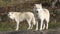 A pack of Arctic Wolves in fall