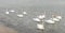 Pack of beautiful white swans on the quiet surface of the sea. Natural background.