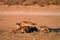 Pack of  Black Backed Jackals, Canis Mesomelas fighting about wildebeest carcass. African wildlife photo, Rooiputs waterhole.