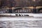 Pack of black cormorants sitting with pack of light gulls by the Moldau river in Prague with old bridge in background