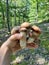 Pack of boletes