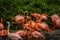 Pack of bright birds in a green meadow near the lake. Exotic flamingos saturated pink and orange colors with fluffy feathers