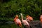 Pack of bright birds in a green meadow near the lake. Exotic flamingos saturated pink and orange colors with fluffy feathers