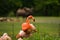 Pack of bright birds in a green meadow near the lake. Exotic flamingos saturated pink and orange colors with fluffy feathers