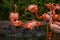 Pack of bright birds in a green meadow near the lake. Exotic flamingos saturated pink and orange colors with fluffy feathers