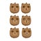 Pack of brown bear facial expressions