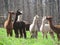 Pack of brown and white Alpacas