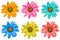 Pack of colored decorative sunflowers macro isolated