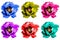 Pack of colored surreal poppy flowers macro isolated