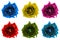 Pack of colored surreal rose flowers macro isolated