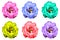 Pack of colored surreal strange rose flowers isolated