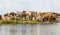 Pack cows on the edge of a river, on the bank of a ditch close together