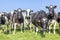 Pack cows in front row, a black and white herd, group together, happy and joyful and playful, bunch of cattle, in a green field