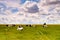 Pack cows grazing in a row, a wide view, a pack black and white.