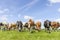 Pack cows grazing and walking towards the camera in a row, a wide view, a pack black white and red, herd in a green field