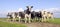 Pack cows, one cow in front row, a black and white herd, group together in a field, happy and joyful  a panoramic wide view