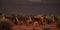 A pack of coyotes howling in the desert at dusk, concept of Wilderness communication, created with Generative AI