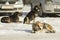 A pack of dangerous adult yard dogs is located on the snow near the parking lot