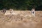 A pack of dogs running over a field, Walk with the pets