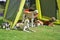 Pack of dogs wait under green tent during dog show