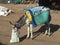 Pack donkey with feed bag on head and saddle at market in Morocco