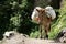 Pack donkey Nepal
