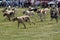 A pack of English foxhounds