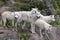 Pack of five adult arctic wolves standing