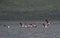 Pack of flamingos in Flight at Lake Bogoria National Reserve in Kenya