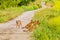 Pack of four brown dogs on small roadway