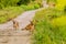 Pack of four brown dogs on small roadway