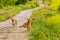 Pack of four brown dogs on small roadway