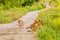 Pack of four brown dogs on small roadway