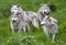 Pack of Four European Grey Wolves