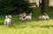 Pack of four Jack Russell Terrier dogs romping and frolicking off leash at park