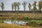 Pack of gooses swimming in Comana delta 